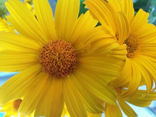 yellow flower background