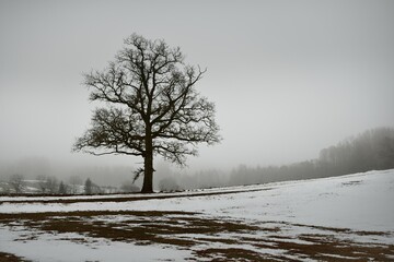 Country field and a lonely oak tree without leaves against the gloomy sky in a thick fog, close-up....