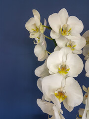 Fototapeta na wymiar orchid white flowers isolated in blue background fresh beatifull