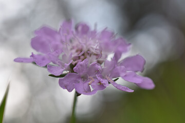 Acker-Witwenblume, Knautia arvensis, im Wind, lila, fliederfarbene Blüten vor grauem Hintergrund, gedeckte Farben, Herbstfarben