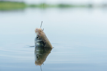 Crucian carp fish hanging on the fishing hook close up.
