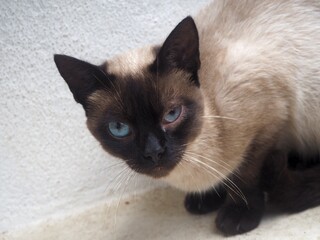 Chat avec problème oculaire, yeux siamois