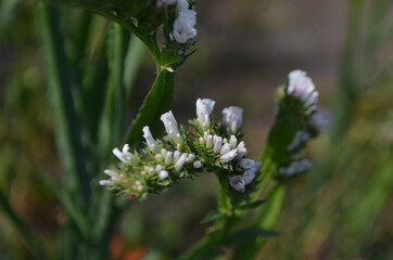 white flowers in the forest