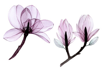 watercolor drawing set of transparent flowers. collection of magnolia flowers in pastel pink, gray, purple colors isolated on white. design for weddings, invitations, congratulations.
