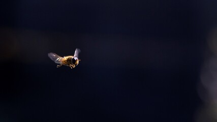 A portrait of a bee hovering in the air looking around for a place to find some nectar to collect...