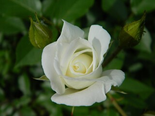 white rose closeup
