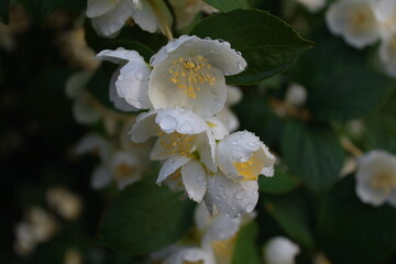 white flowers of a tree