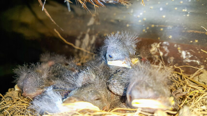 Young swallows in the nest. Hungry birds close-up.