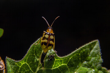 Macrofotografia de Joaninha em folha verde.