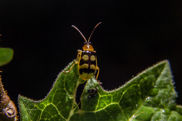 Macrofotografia de Joaninha em folha com fundo preto.