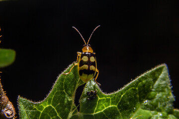 Macrofotografia de Joaninha com fundo preto.