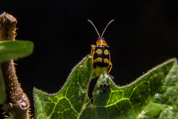 Macrofotografia de Joaninha em folha verde com fundo preto.