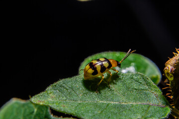 Close de Joaninha em folha verde.