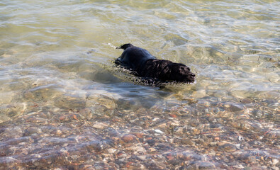 Labrador schwarz im Meer