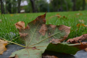 autumn leaves on the grass