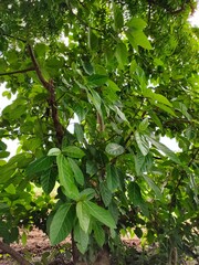 green leaves background