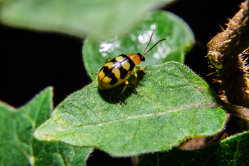Composição de pequeno besouro em folha verde .