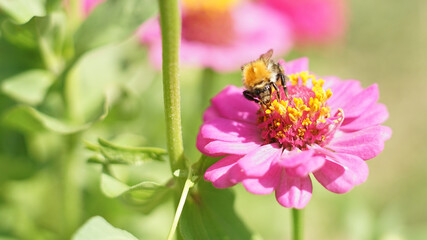 A bumblebee collects pollen on a Zinnia flower.