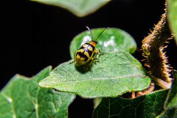 Pequeno besouro andando em folha verde com fundo preto.