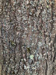 The tree bark is multi-layered. Brown wooden background