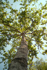 Fototapeta premium tree in the forest
