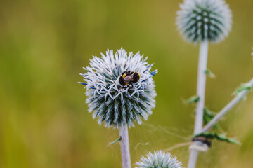 eine Hummel auf einer Balldistel vor einem  schönen Bokeh Hintergrund