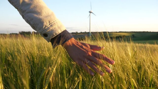 Elegant woman moving her hand through plants against the background of a renewable energy windmill at sunset. Beautiful natural environment concept  