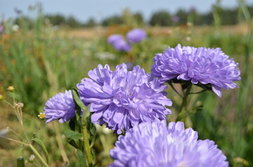 purple flowers in the garden