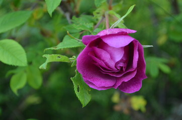 single pink rose
