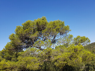 Paesaggio di Sardegna