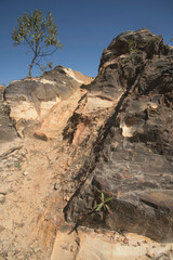 Candeia Tree on the Stones in Brazil