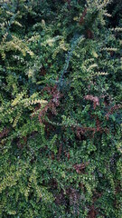 green moss background