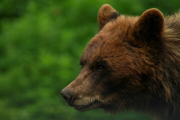 Cinnamon Colour American Black Bear Portrait Shot