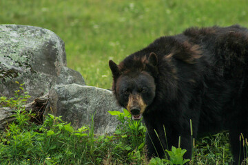 Obraz na płótnie Canvas American Black Bear Walking in Short Grass