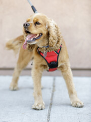 1-Year-Old American Cocker Spaniel Puppy Male.