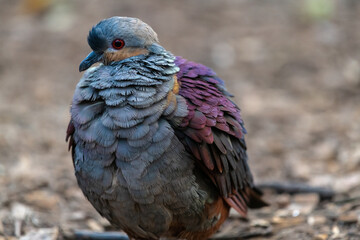 Common Emerald Dove (Chalcophaps indica)