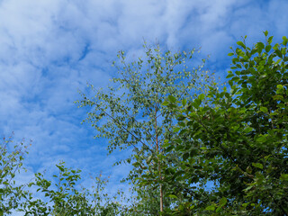 Trees wih green summer leaves and a blue sky with white clouds