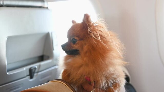 funny small brown pomeranian dog sits showing tongue in special bag inside modern airplane cabin closeup