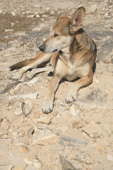 Fototapeta na wymiar Dog on the Rocks in Brazil