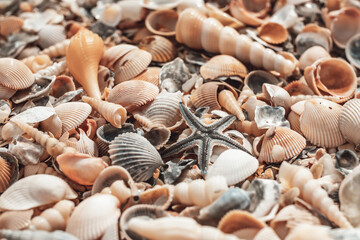 beautiful shell beach. texture pattern
