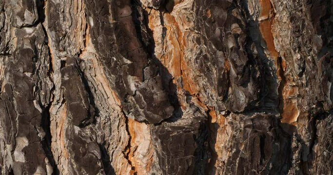 details of bark of pin tree.