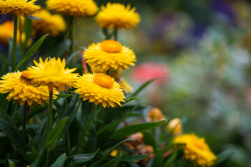 Gold everlasting flower in summer garden