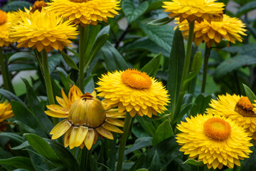 Blooming yellow everlasting flower in garden close-up
