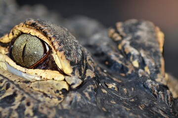 detalle de cocodrilo, detalle de ojos de cocodrilo, piel de cocodrilo, crocodylidae, Everglades...