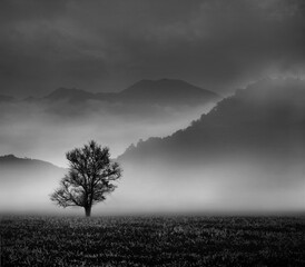 Lonely tree in misty fog