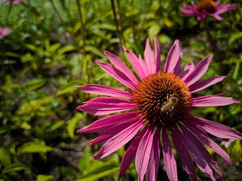 pink flower and bee
