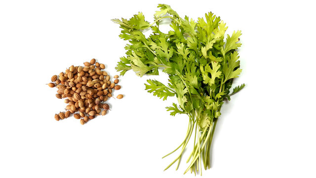 Dry Coriander Seeds & Green Coriander Parsley Leaves Isolated on White Background