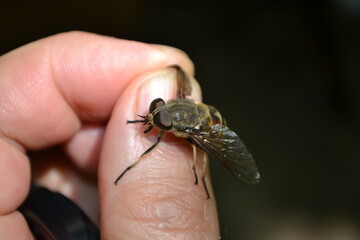 
The gadfly sits on the fingers.