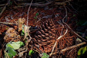 Pine on the ground