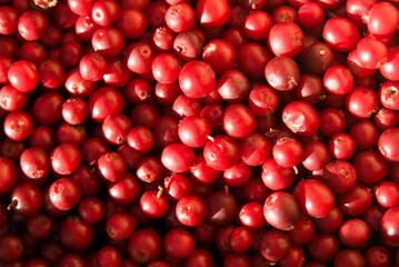 bright juicy red cranberry background